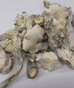 Buy Avery Albino Cubensis mushrooms online? You're in the right place. Known for their striking appearance, potent effects, and unique psychedelic profile, Avery Albino mushrooms