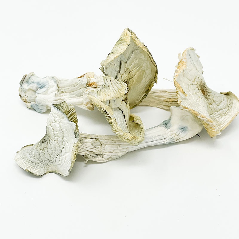 Albino A+ Magic Mushroom